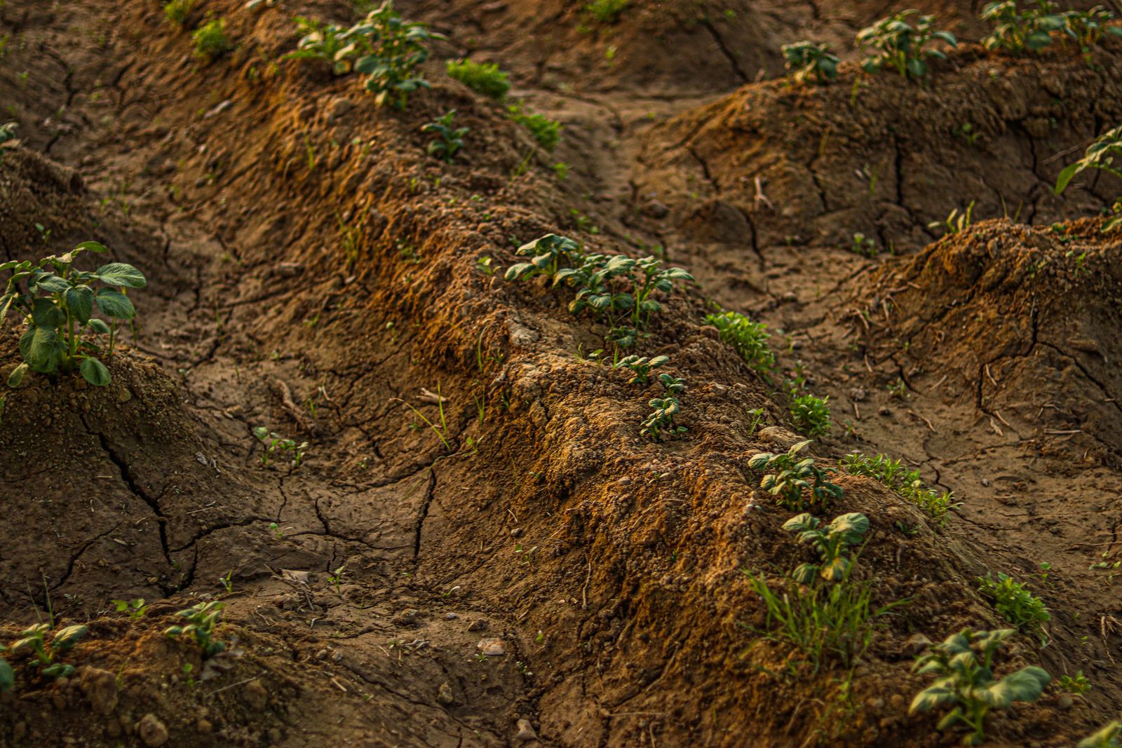 Campo de cultivo de verduras con tierra seca bajo un sol intenso