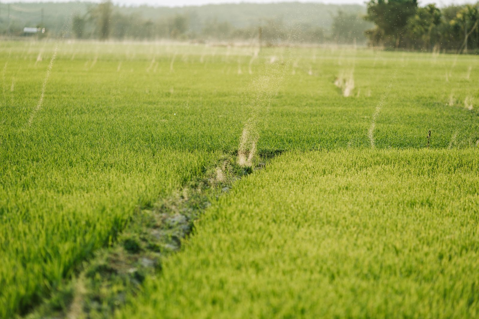 Suelo agrícola fértil con cobertura vegetal y cultivos verdes al fondo
